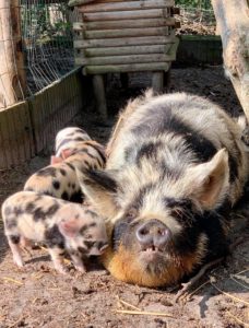 Sow and piglets kune kune